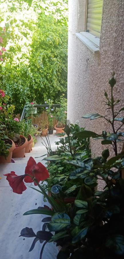 Aegina'S Flowers House Exteriér fotografie